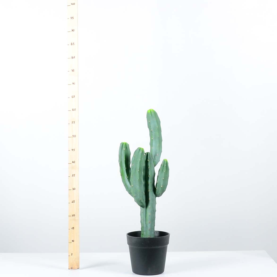 Декоративен кактус - baron.bg