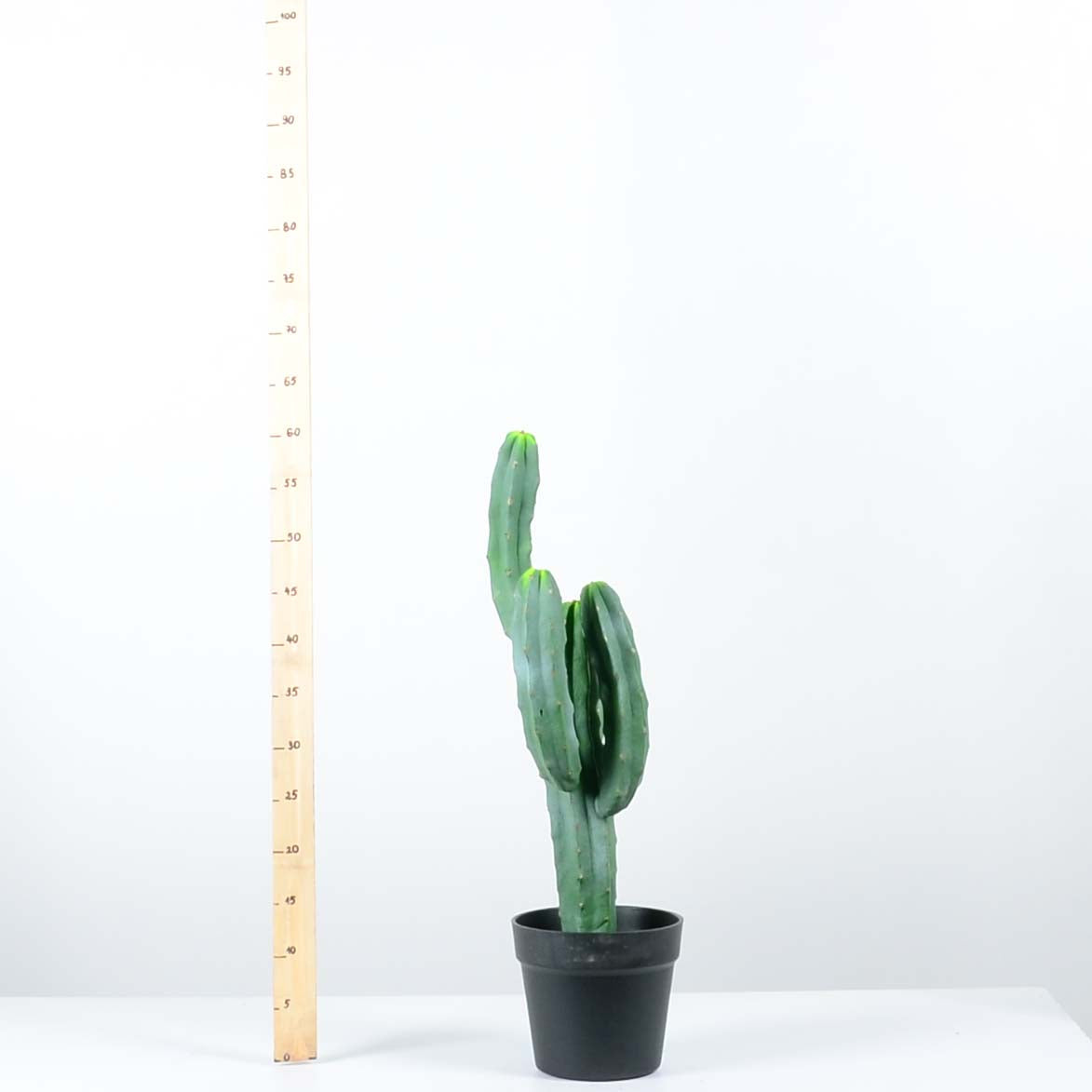 Декоративен кактус - baron.bg