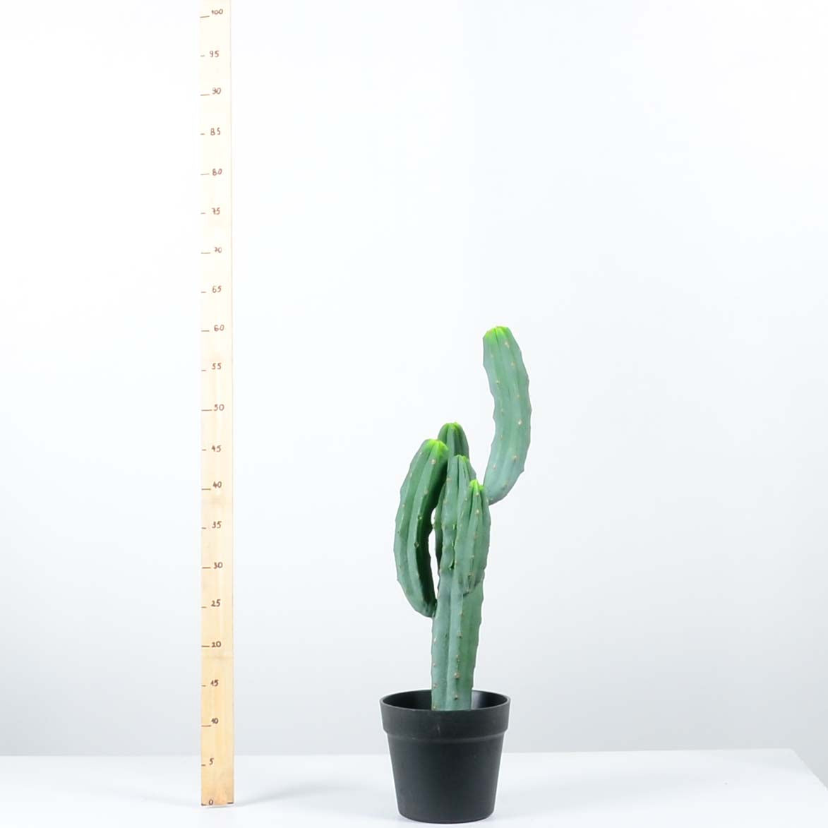 Декоративен кактус - baron.bg