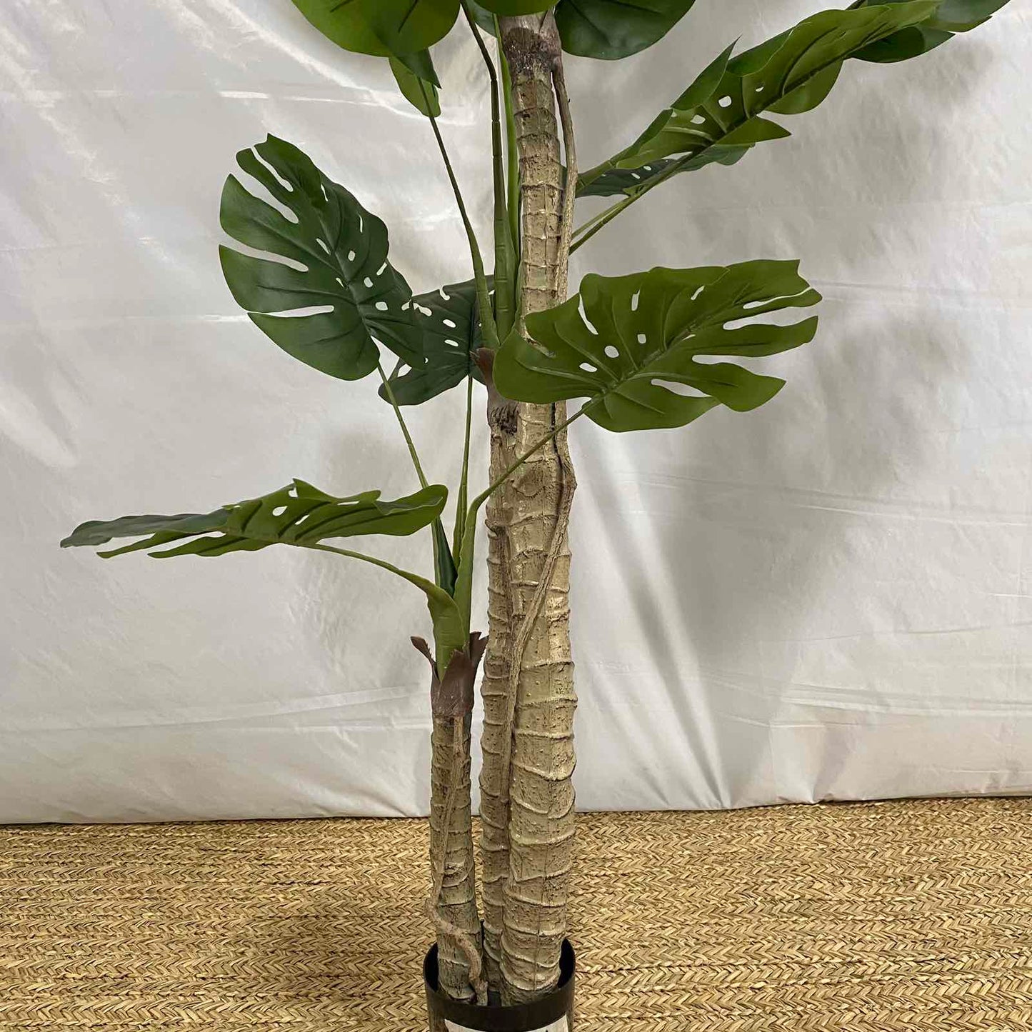 Екзотична палма Монстера IP17A