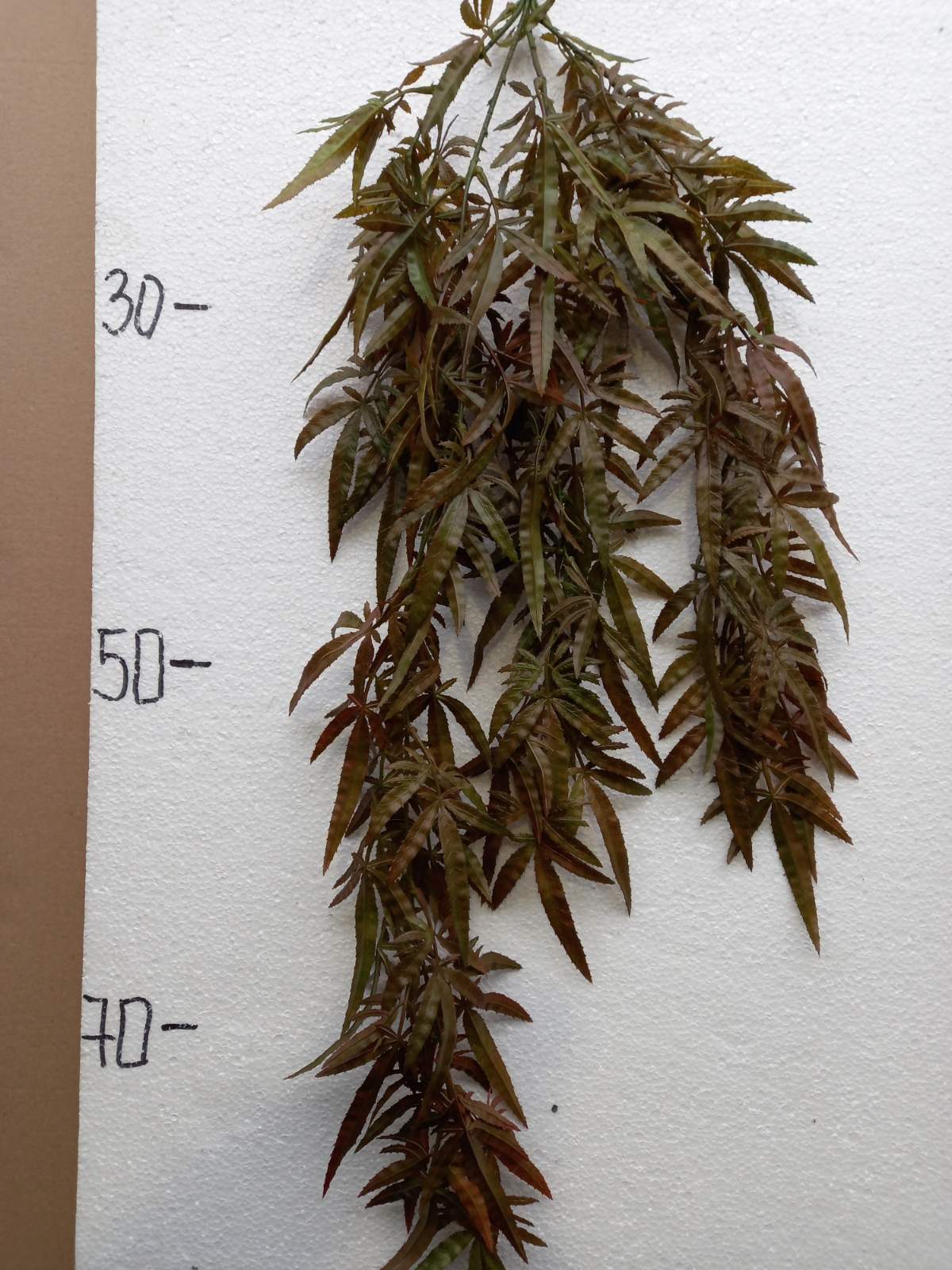 Висящо растение IVR 109B