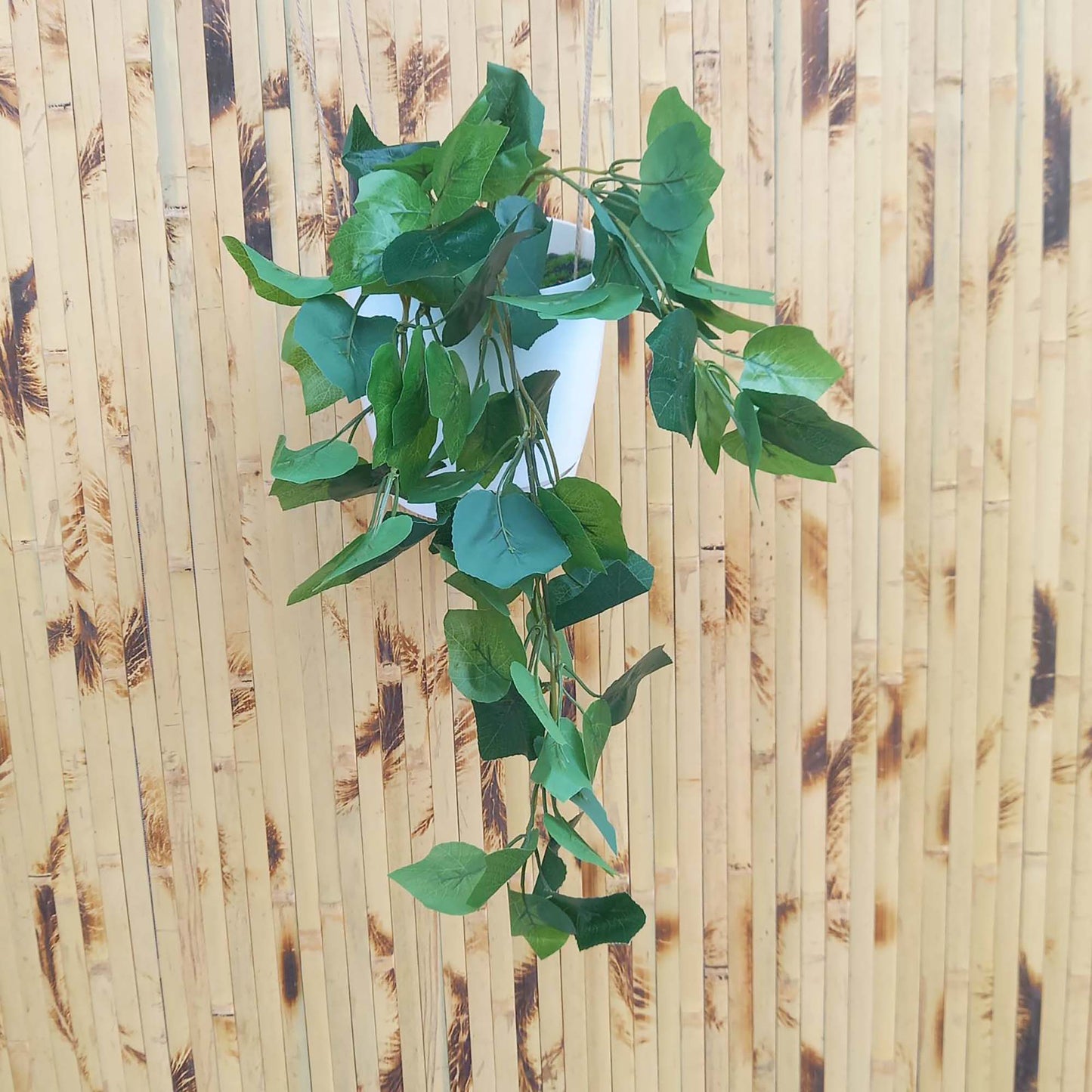 Висящи растения ― Baron.bg