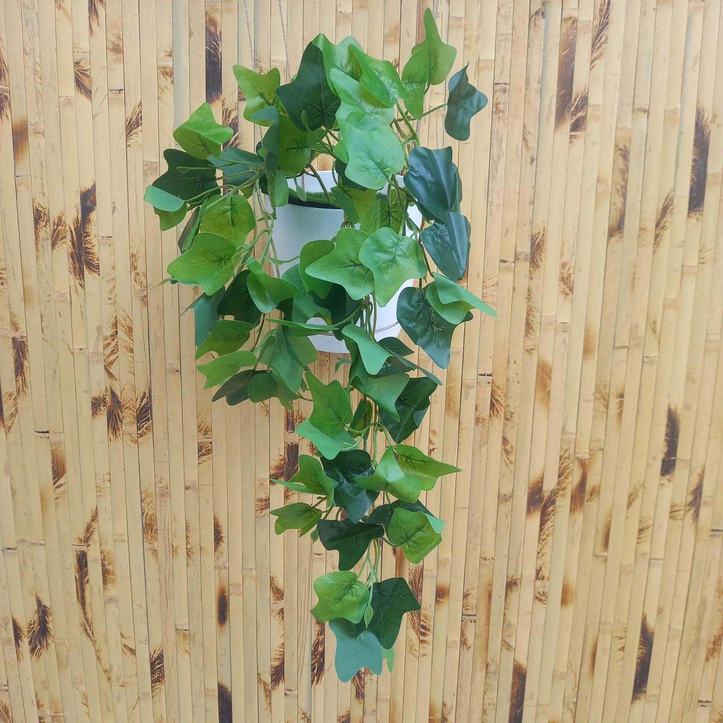 Висящи растения ― Baron.bg