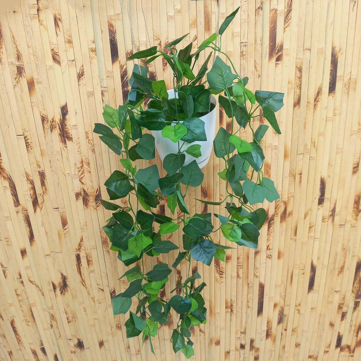 Висящи растения ― Baron.bg