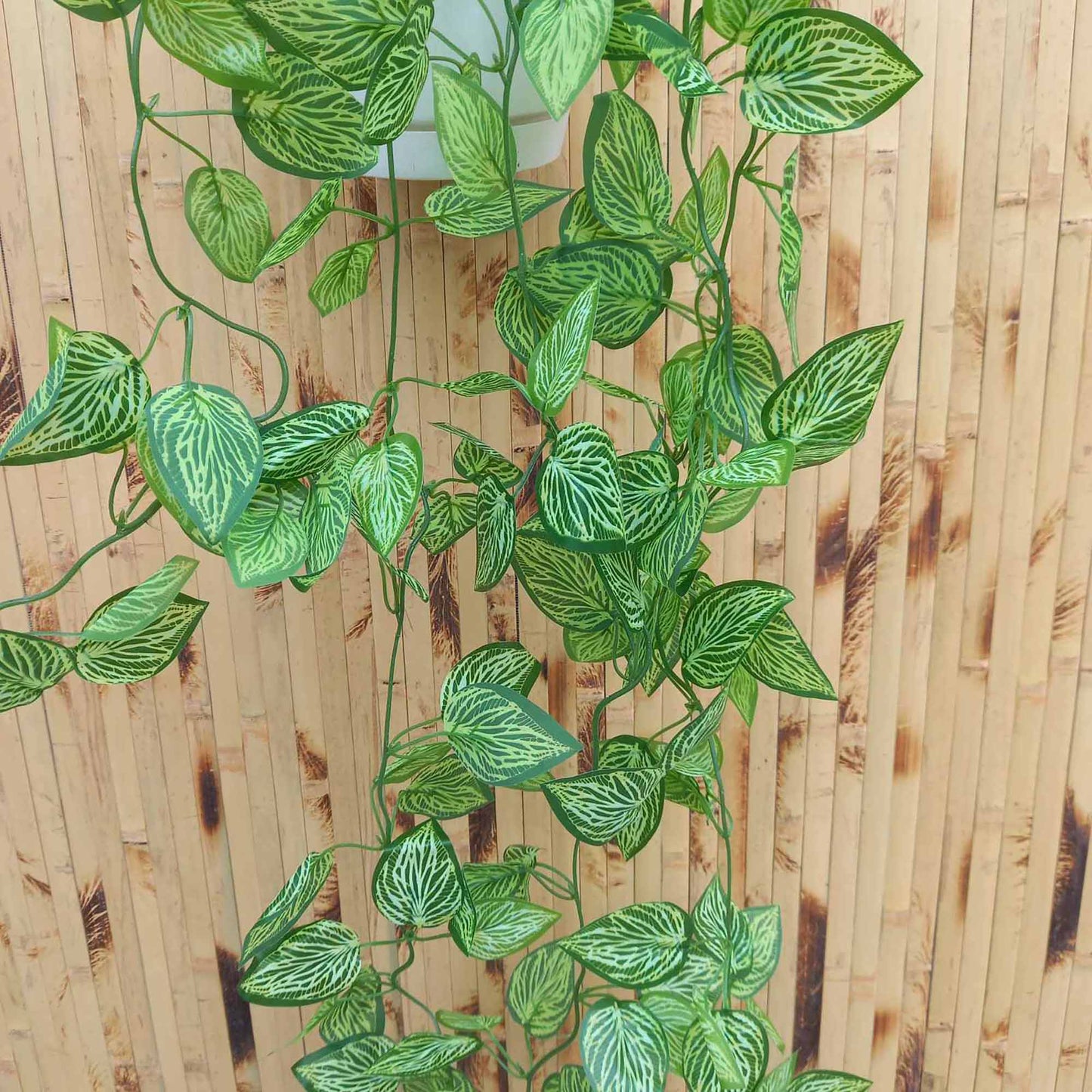 Висящи растения ― Baron.bg