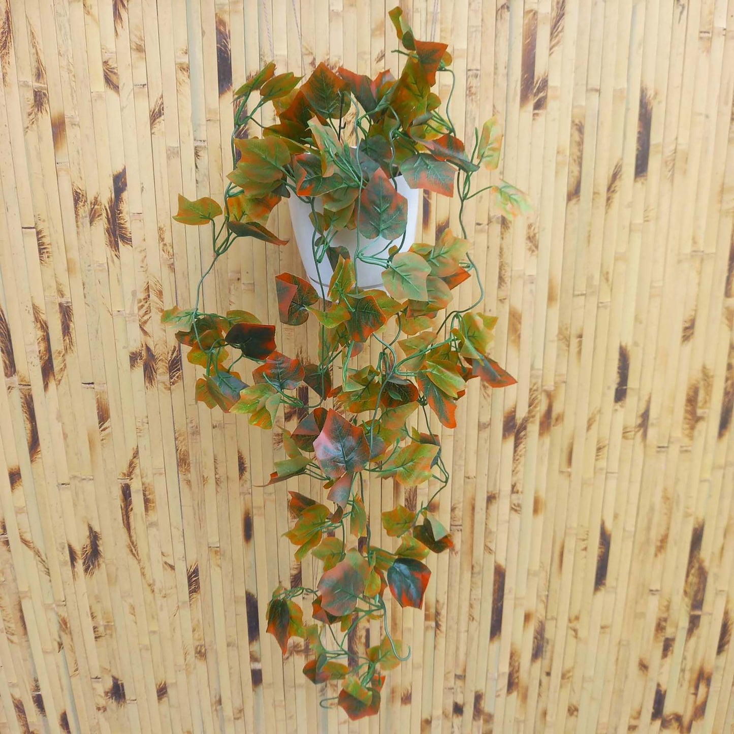 Висящи растения ― Baron.bg