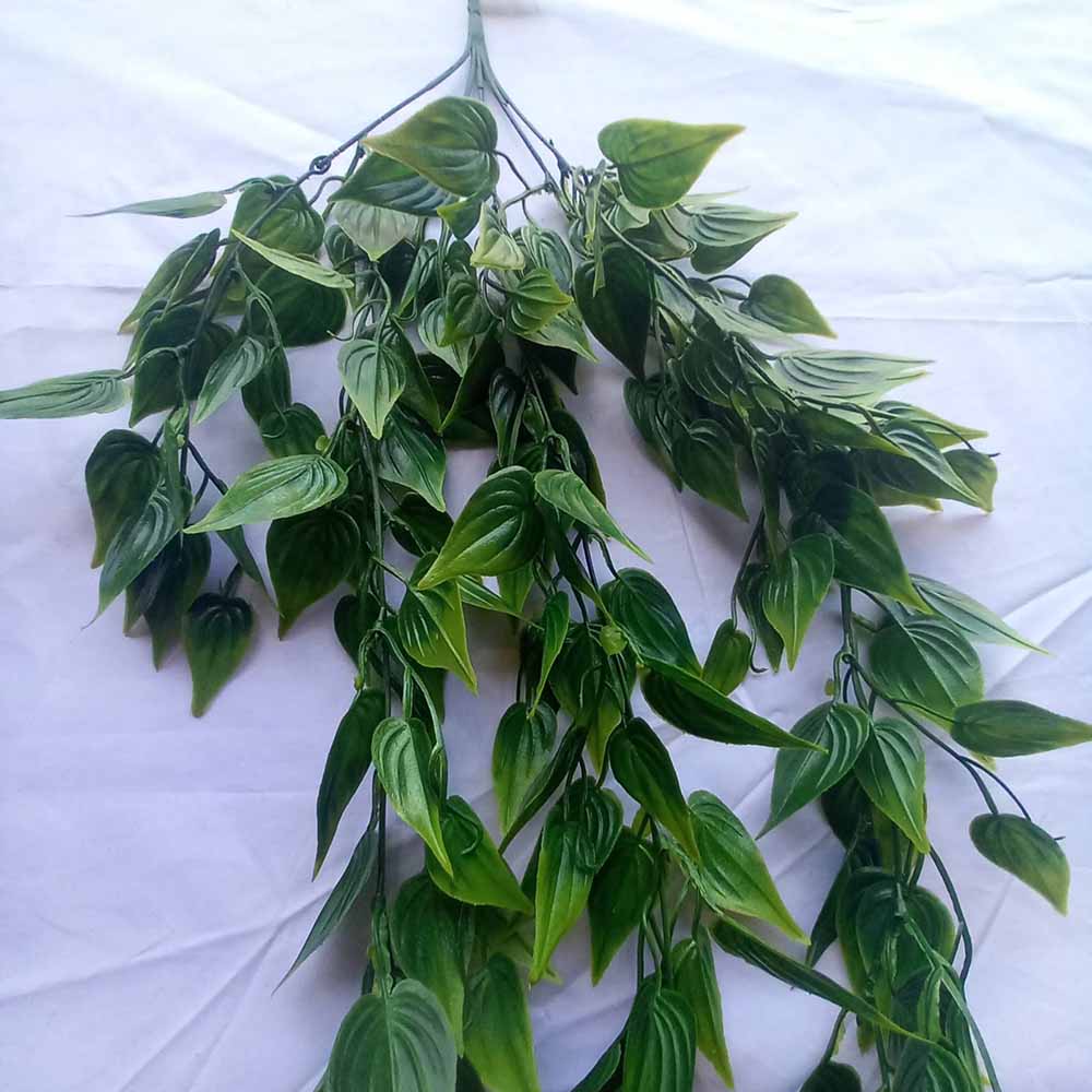 Висящо растение ― Baron.bg