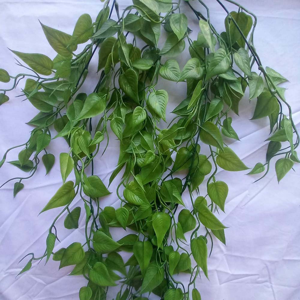 Висящо растение ― Baron.bg