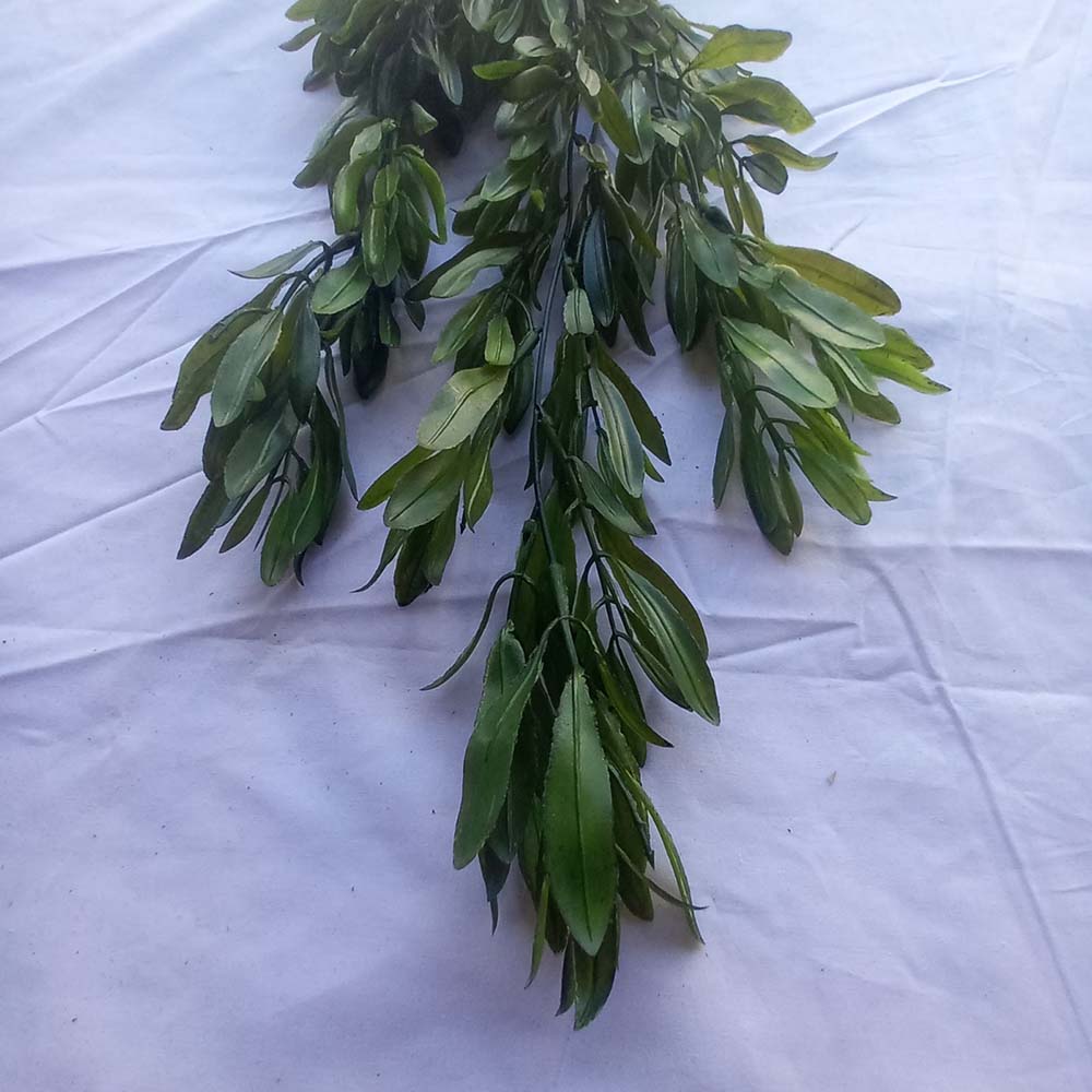 Висящо растение  ―  Baron.bg