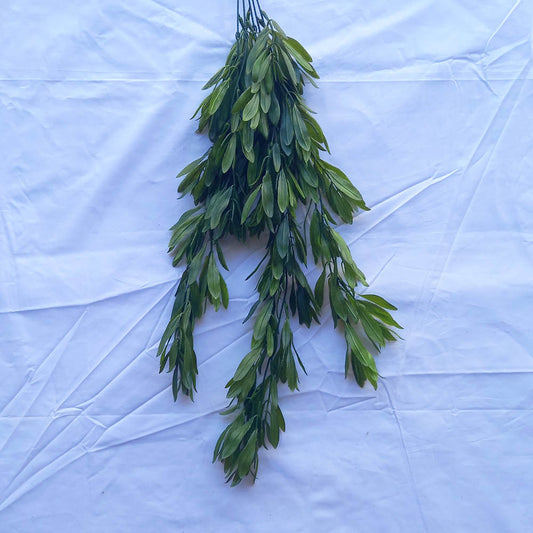 Висящо растение  ―  Baron.bg