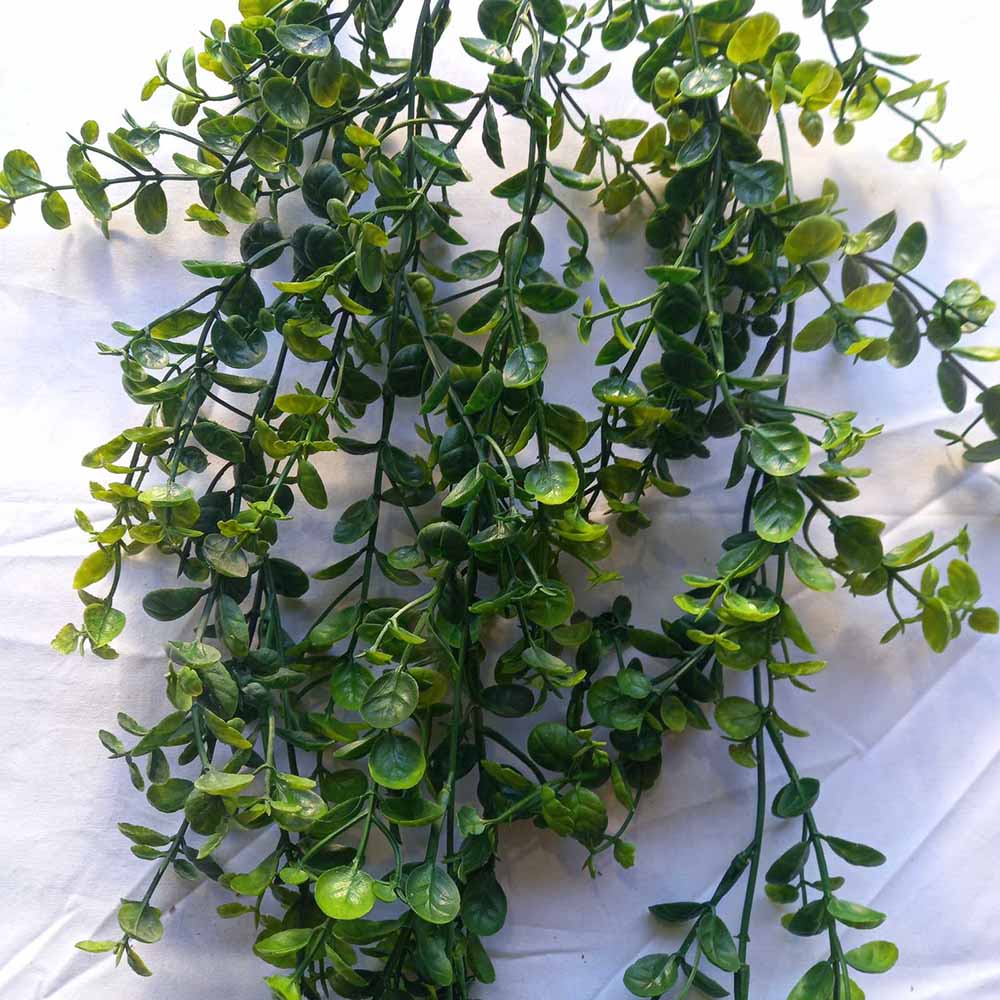 Висящо растение ― Baron.bg