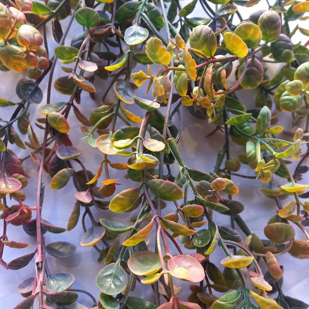 Висящо растение ― Baron.bg