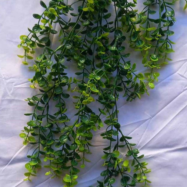 Висящо растение ― Baron.bg