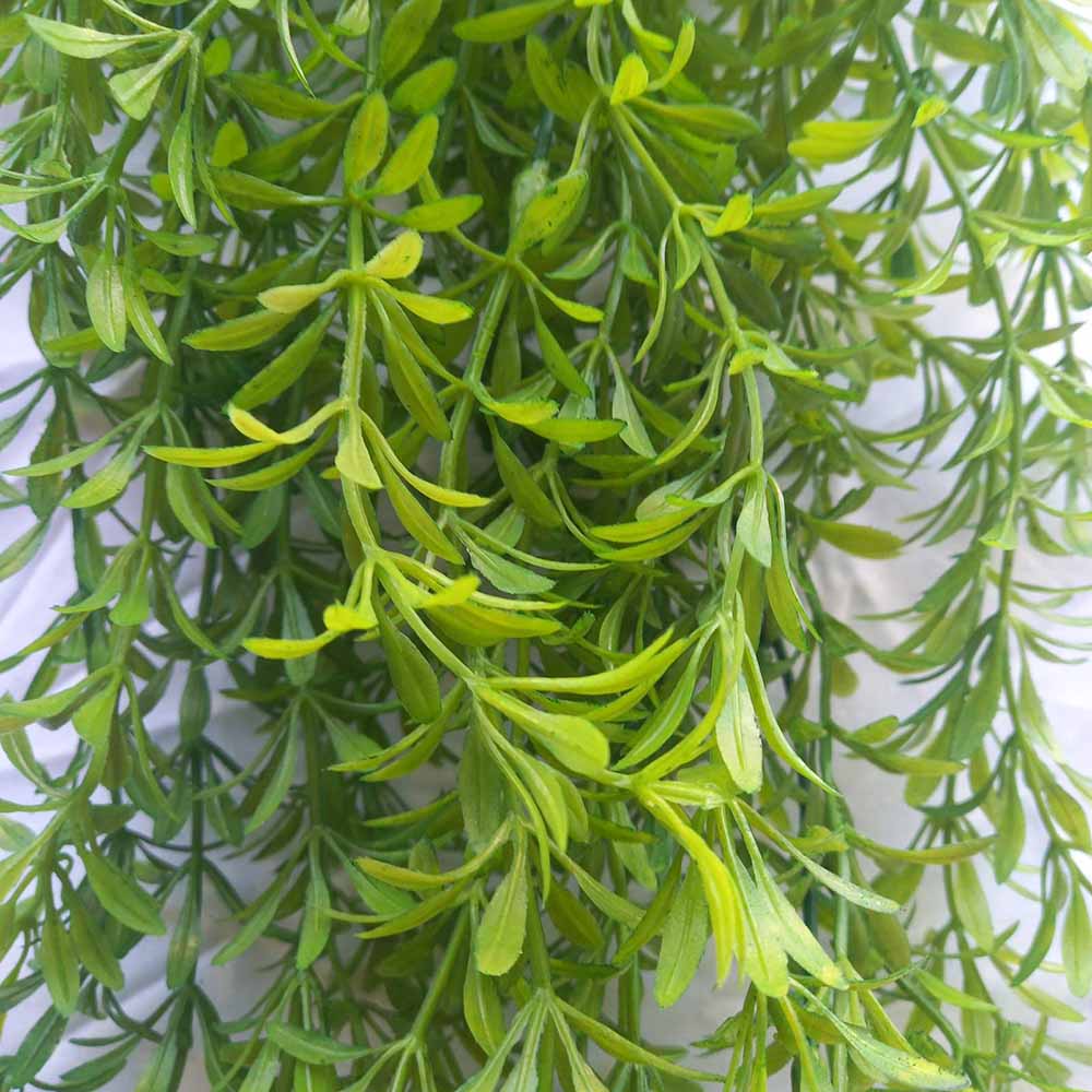 Висящо растение ― Baron.bg