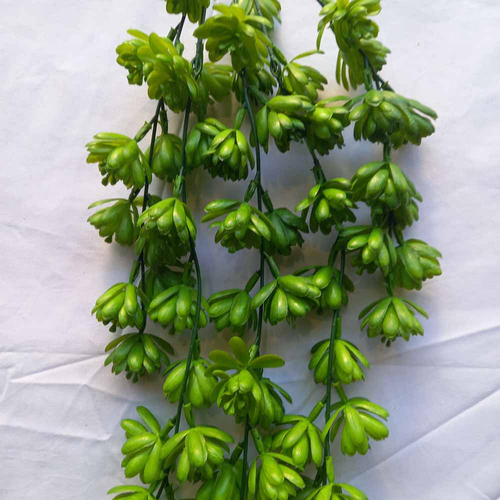 Висящи растения ― Baron.bg