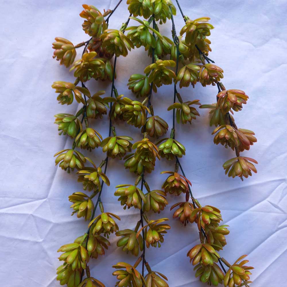 Висящи растения ― Baron.bg