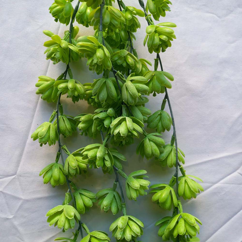 Висящи растения ― Baron.bg