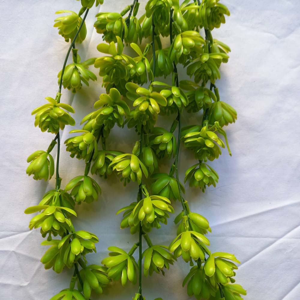 Висящи растения ― Baron.bg