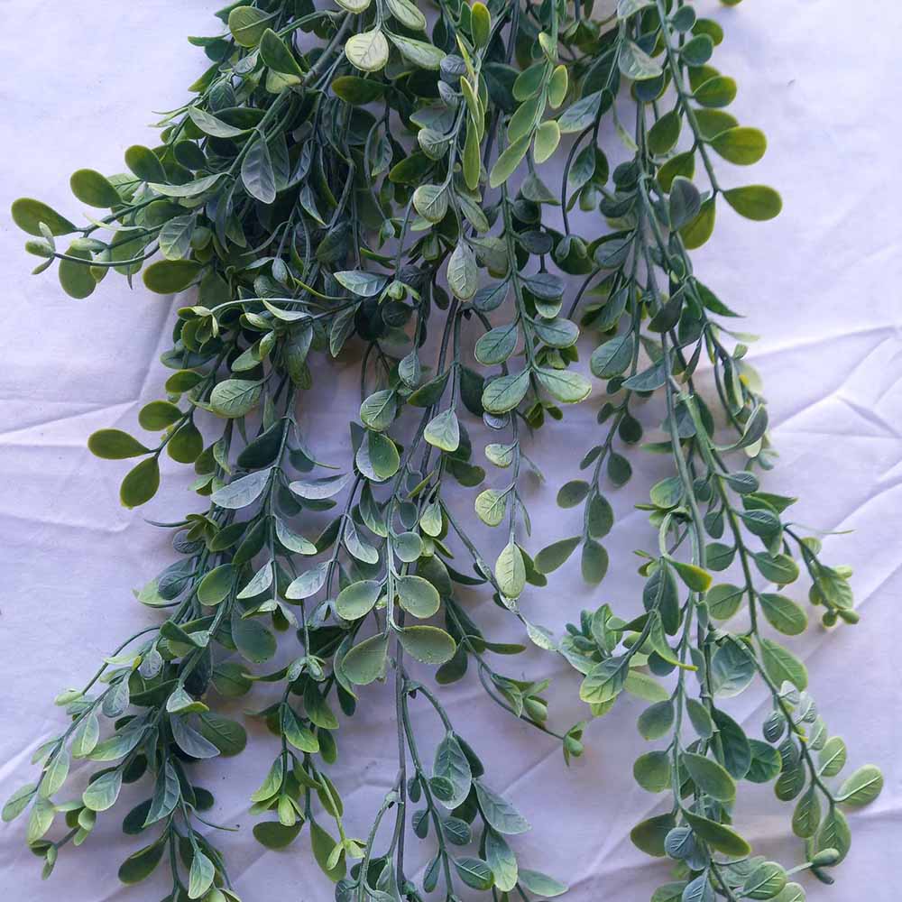 Висящи растения ― Baron.bg