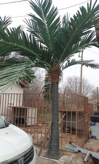 Изкуствена палма за външна употреба MB031