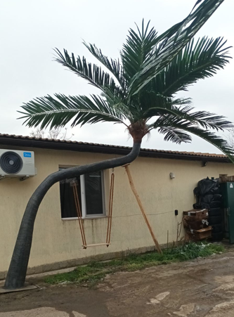 Изкуствена палма с криво стъбло MB036