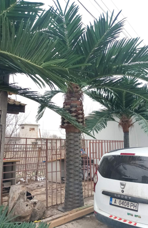 Изкуствена финикова палма MB037