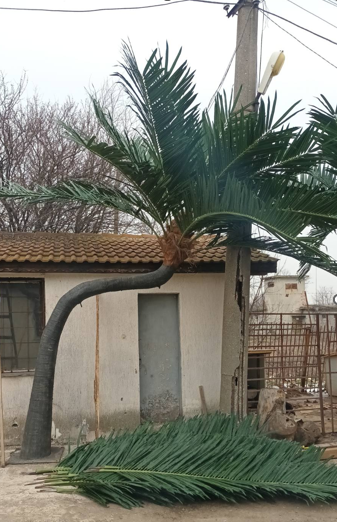 Изкуствена палма за външна употреба MB038