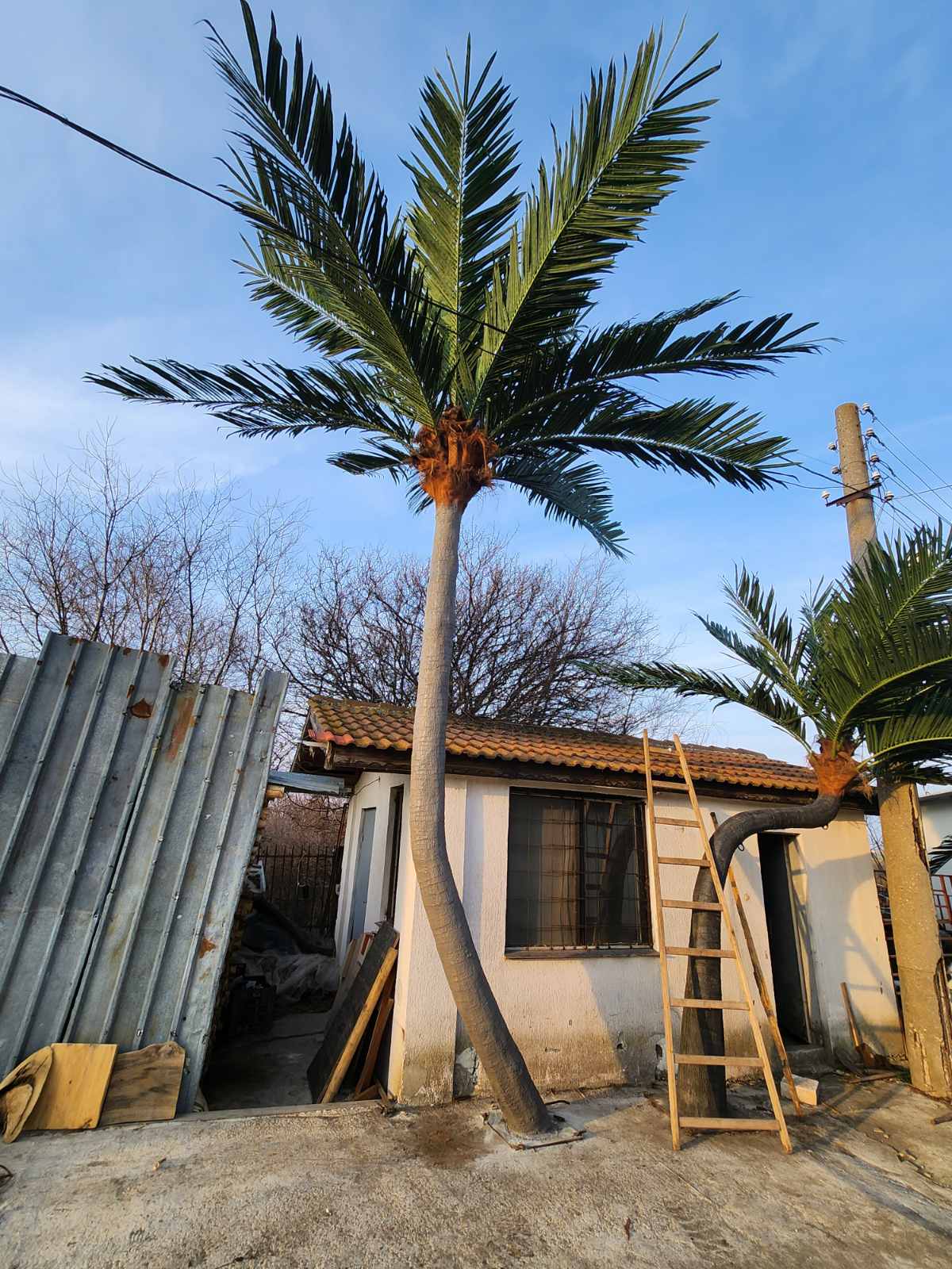 Изкуствена палма за външна употреба MB047