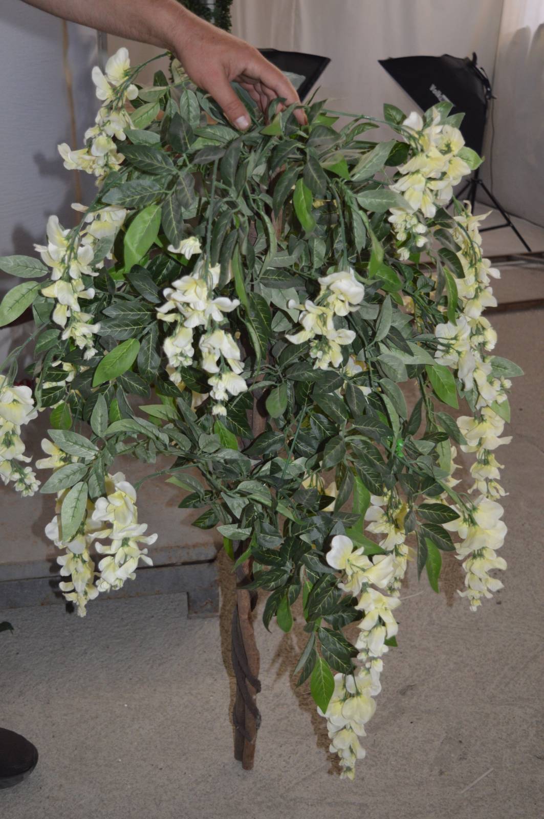 Малка Вистерия с бели цветове