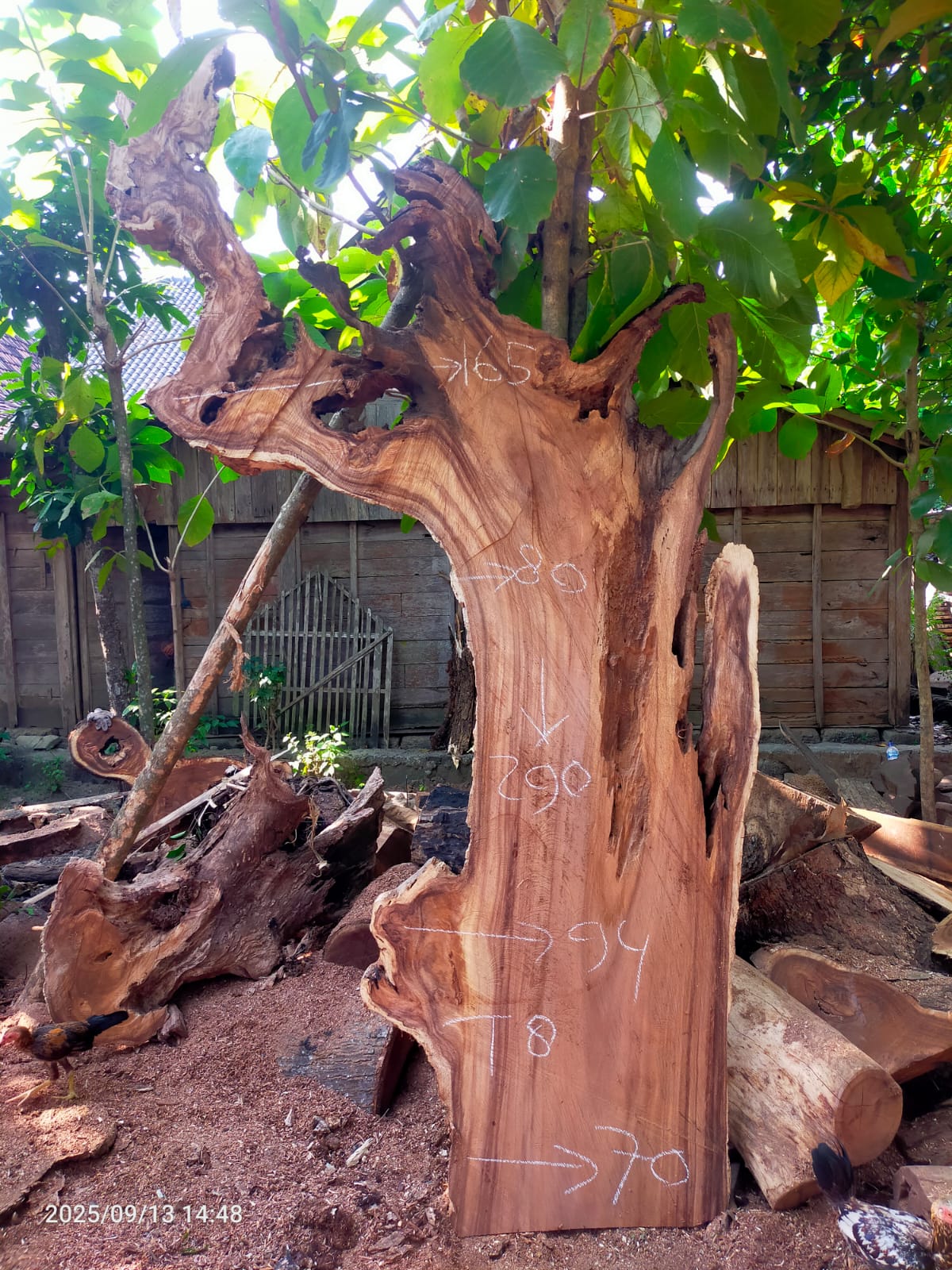 Дървена талпа от индунезийски Суар IS0028