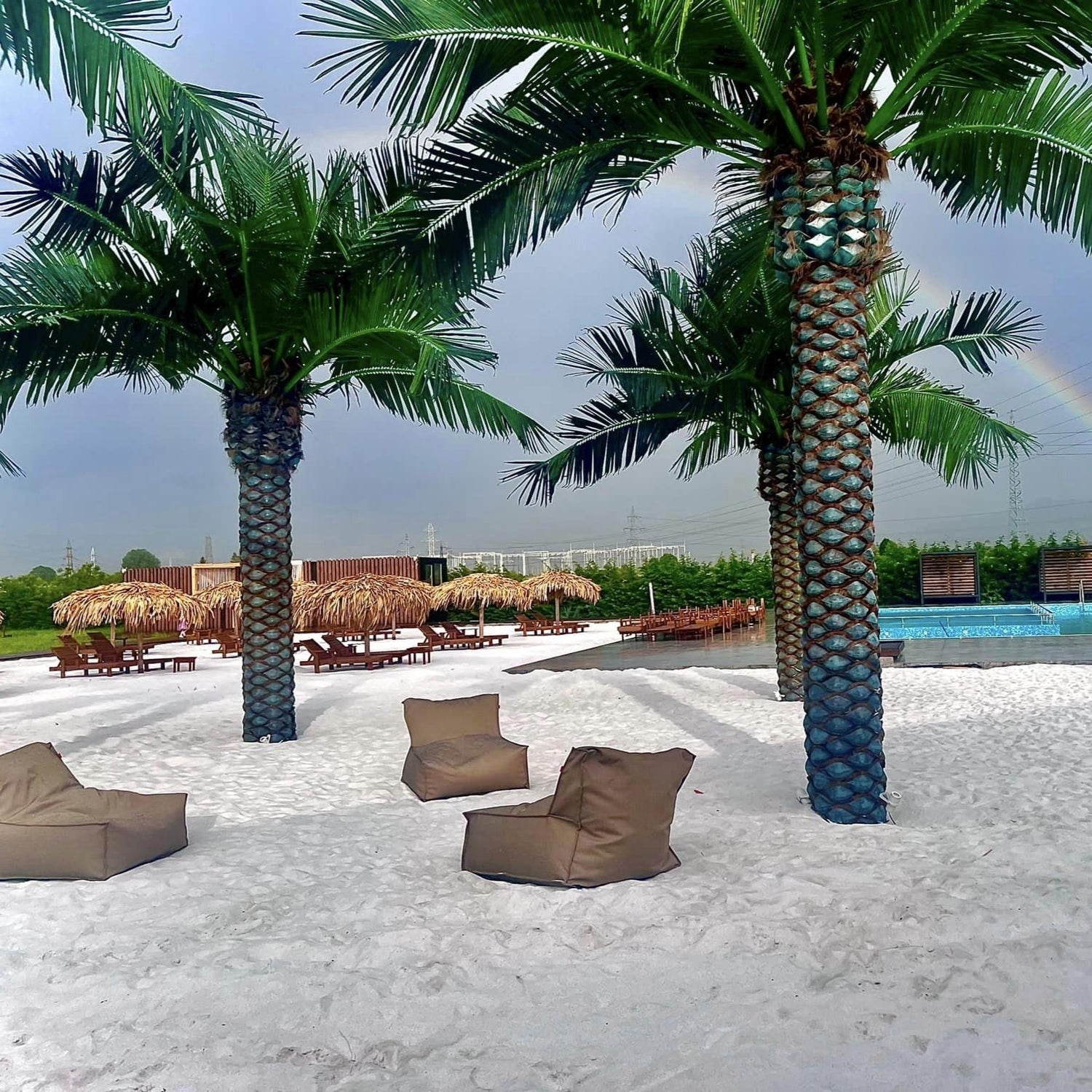 Палми и палмови листа