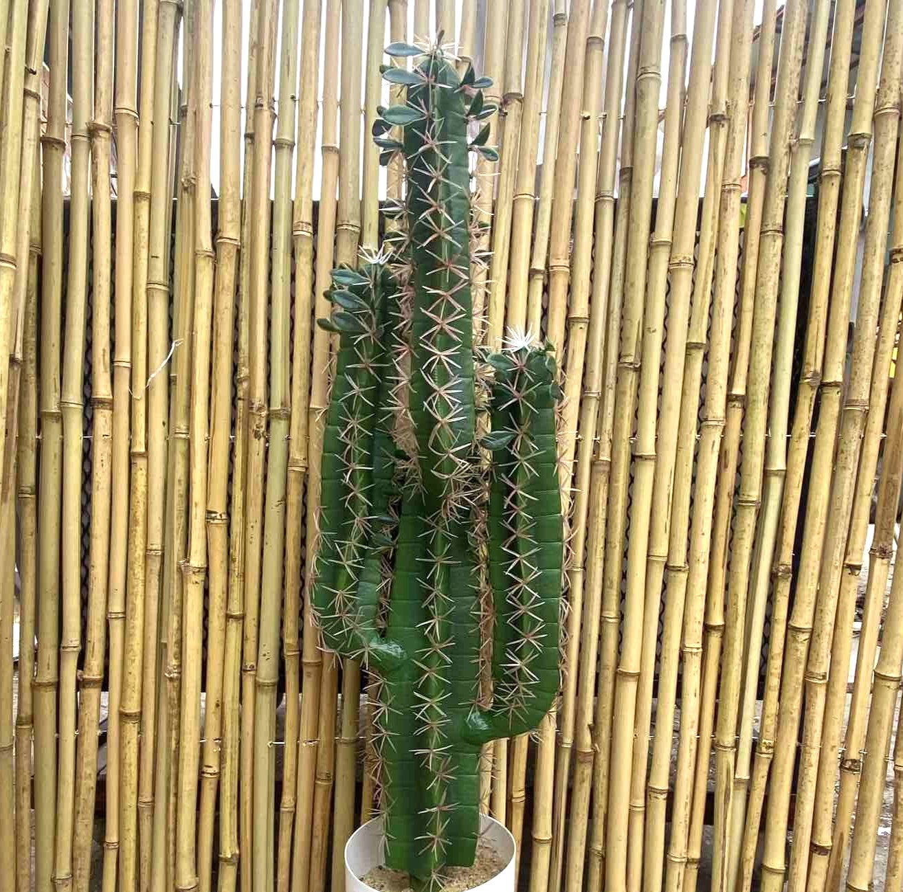 Изкуствена трева и кактуси