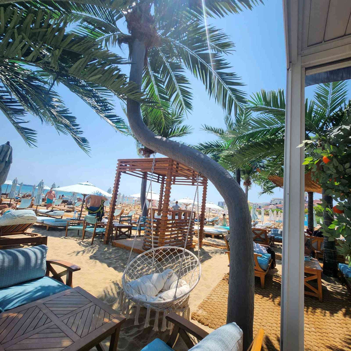 Luxury Beach Dolphin