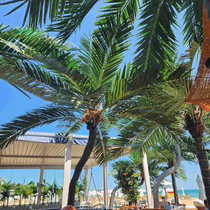 Luxury Beach Dolphin