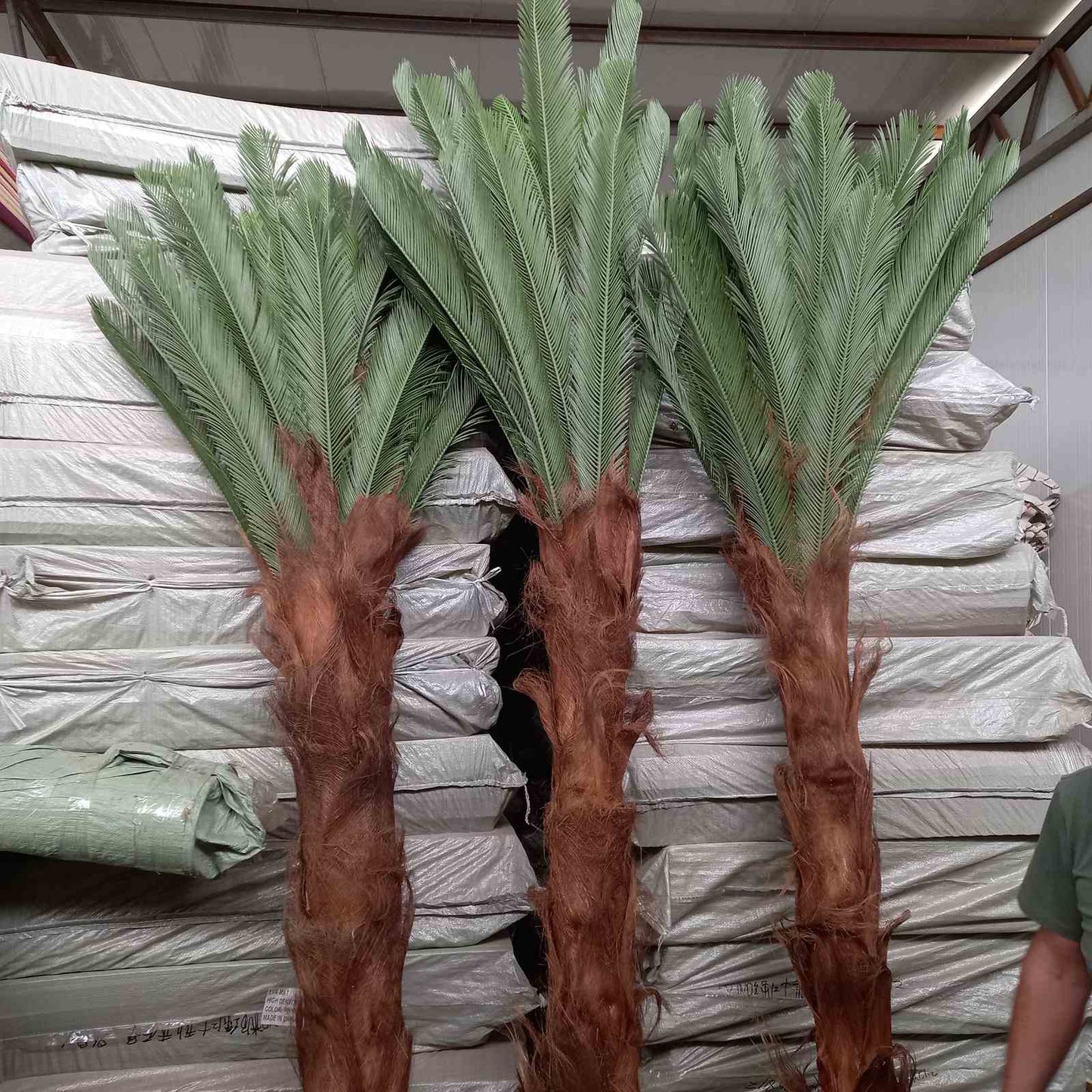 Палма Цикас 2.50м