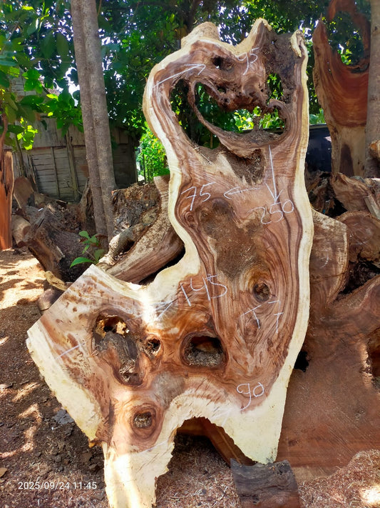 Дървена талпа от индунезийски Суар IS0024