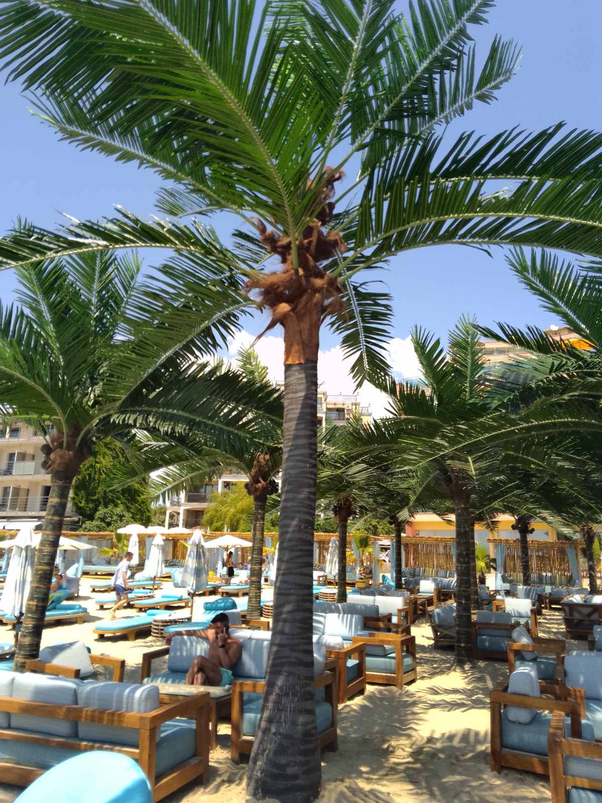 Luxury Beach Dolphin